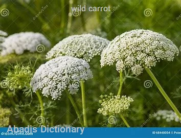 wild carrot